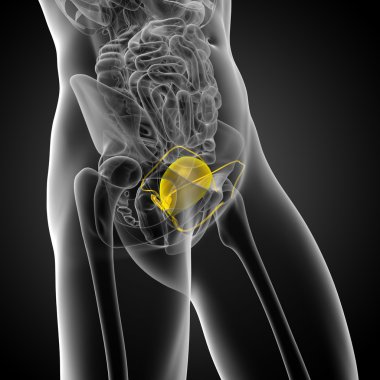 Mesane 3D render tıbbi çizimi