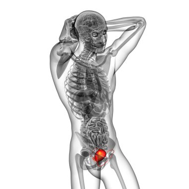 Mesane 3D render tıbbi çizimi