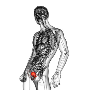 Mesane 3D render tıbbi çizimi