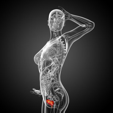 Mesane 3D render tıbbi çizimi