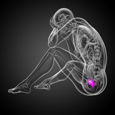 Mesane 3D render tıbbi çizimi