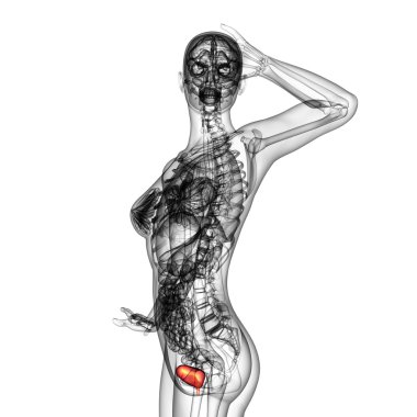 Mesane 3D render tıbbi çizimi