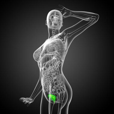 Mesane 3D render tıbbi çizimi