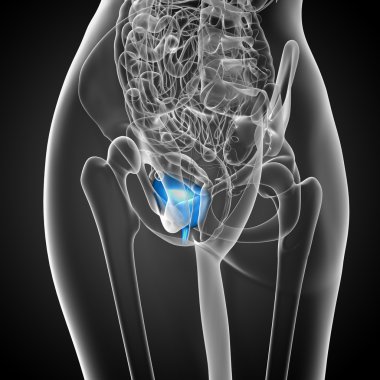 Mesane 3D render tıbbi çizimi