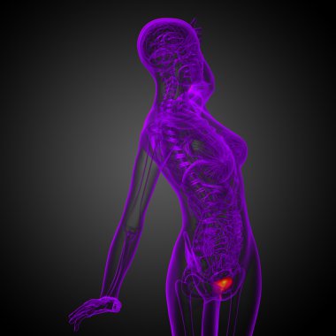 Mesane 3D render tıbbi çizimi