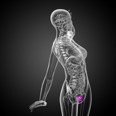 Mesane 3D render tıbbi çizimi