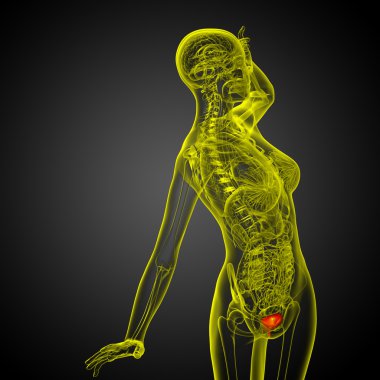 Mesane 3D render tıbbi çizimi