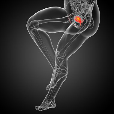 Mesane 3D render tıbbi çizimi