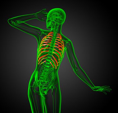 Göğüs kafesi 3D render gösteren resim 