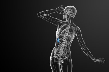 3D render Medikal illüstrasyon dalak