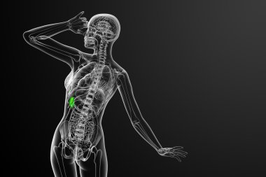 3D render Medikal illüstrasyon dalak