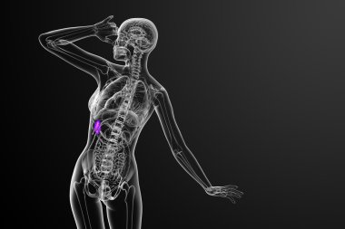 3D render Medikal illüstrasyon dalak