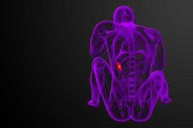 3D render Medikal illüstrasyon dalak