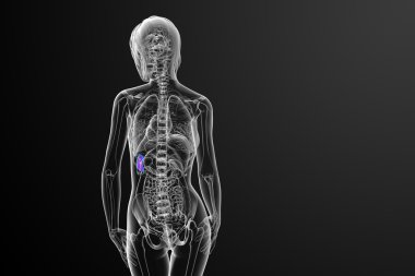 3D render Medikal illüstrasyon dalak