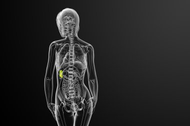 3D render Medikal illüstrasyon dalak