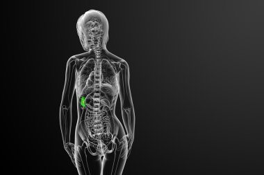 3D render Medikal illüstrasyon dalak