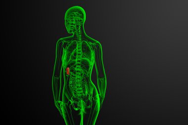 3D render Medikal illüstrasyon dalak