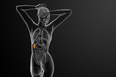 3D render Medikal illüstrasyon dalak