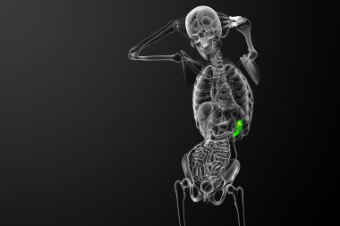 3D render Medikal illüstrasyon dalak