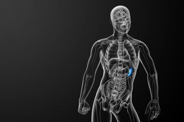 3D render Medikal illüstrasyon dalak