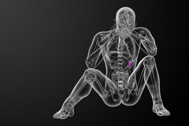 3D render Medikal illüstrasyon dalak