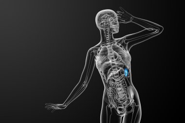 3D render Medikal illüstrasyon dalak