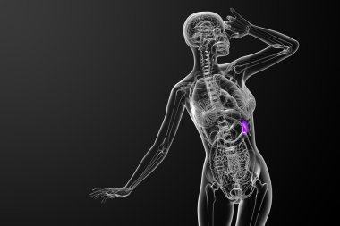 3D render Medikal illüstrasyon dalak