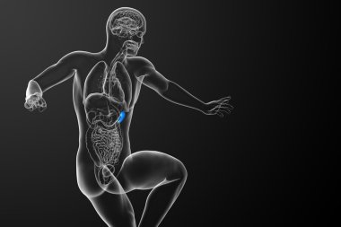 3D render Medikal illüstrasyon dalak