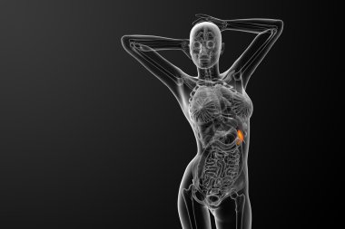 3D render Medikal illüstrasyon dalak