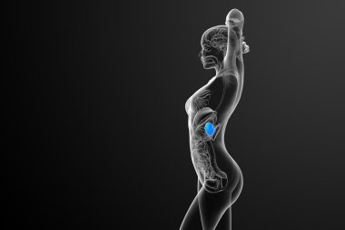 3D render Medikal illüstrasyon dalak