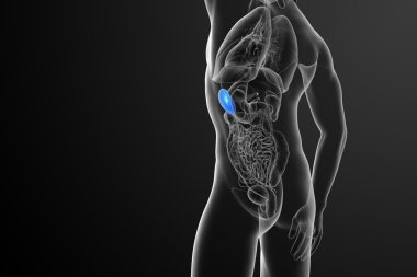 3D render Medikal illüstrasyon dalak