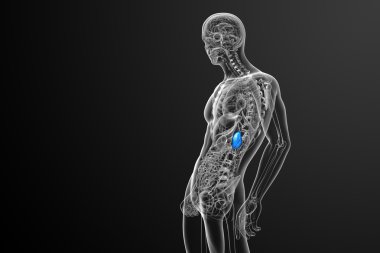 3D render Medikal illüstrasyon dalak