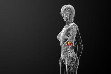 3D render Medikal illüstrasyon dalak