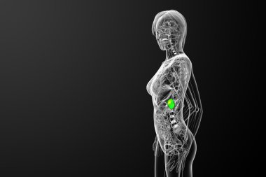 3D render Medikal illüstrasyon dalak