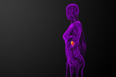 3D render Medikal illüstrasyon dalak