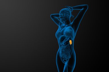 3D render Medikal illüstrasyon dalak