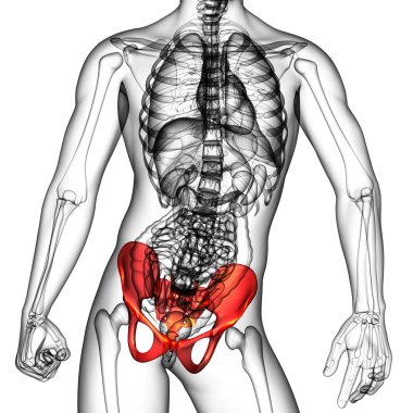 Leğen kemiğin tıbbi illüstrasyon