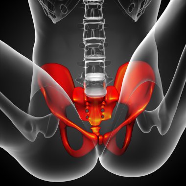 Leğen kemiğin tıbbi illüstrasyon