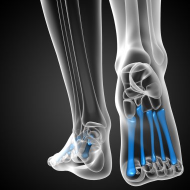 3D render Medikal illüstrasyon metatarsal kemik 