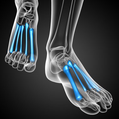 3D render Medikal illüstrasyon metatarsal kemik 
