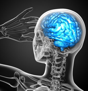 Beynin 3 boyutlu medikal çizimi