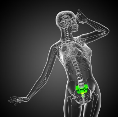 3D render Medikal illüstrasyon kadın sakrum kemiği