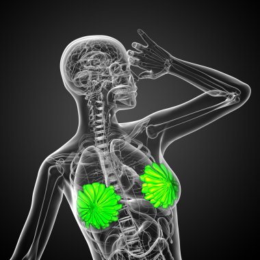 3D render Medikal illüstrasyon insan meme 