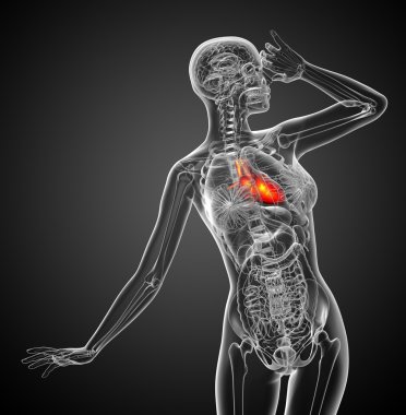işlenmiş Medikal illüstrasyon insan kalp