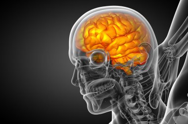 3D medical illustration of the brain   clipart