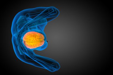 beyin tıbbi illüstrasyon  