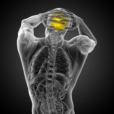 beyin tıbbi illüstrasyon  