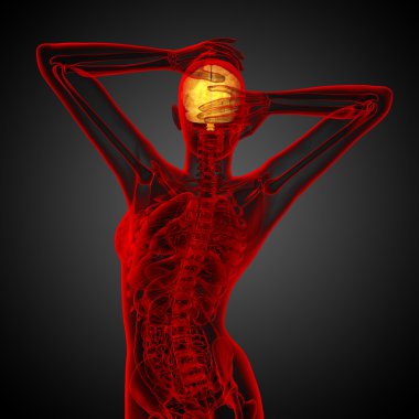 beyin tıbbi illüstrasyon  