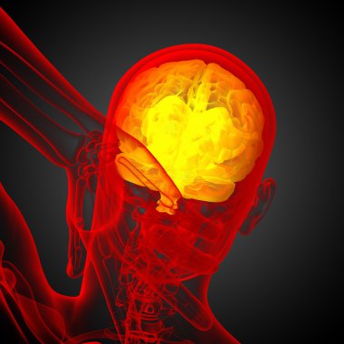 beyin tıbbi illüstrasyon  