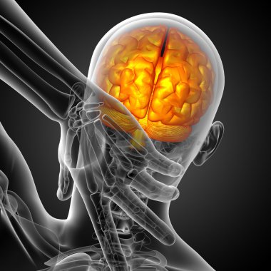 beyin tıbbi illüstrasyon  